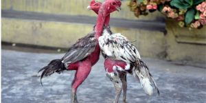 Tìm hiểu khái niệm cơ bản về gà chọi đòn cáo