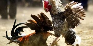 Tổng quan thế đá gà chọi